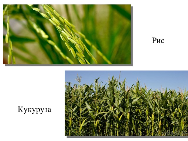 Рис Кукуруза 