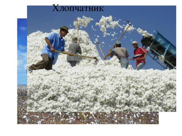 Хлопчатник 