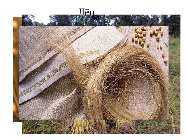Лён 