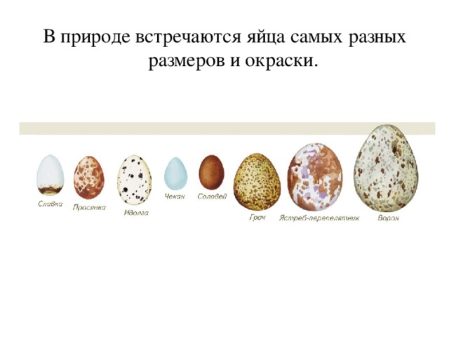 сценарий всемирный день яйца. img33. сценарий всемирный день яйца фото. сценарий всемирный день яйца-img33. картинка сценарий всемирный день яйца. картинка img33. Цель внеклассного мероприятия: расширение кругозора учащихся.
