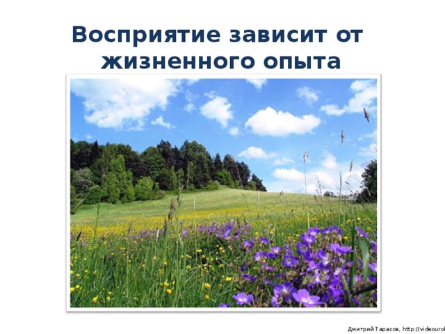 Восприятие зависит от  жизненного опыта  Дмитрий Тарасов, http://videouroki.net