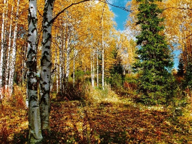 Лиственный лес 