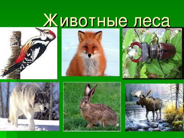  Животные леса 