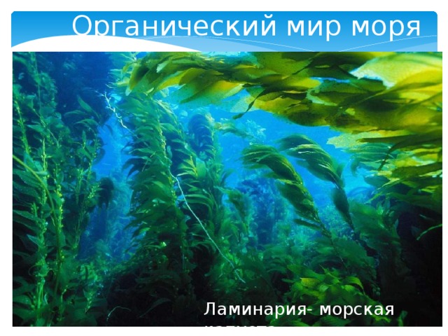 Органический мир моря Ламинария- морская капуста 