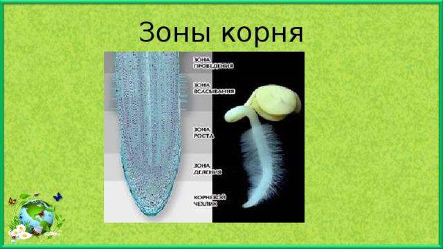 Зоны корня 