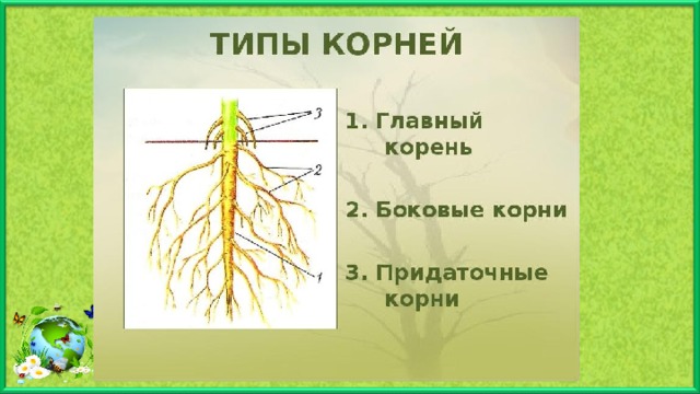 Типы корней. 