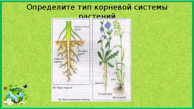 Определите тип корневой системы растений 