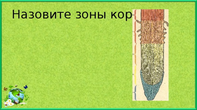 Назовите зоны корня. 