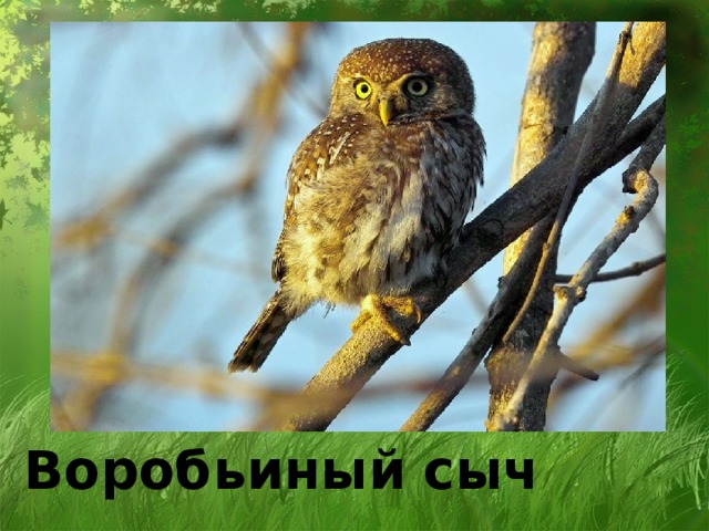Воробьиный сыч