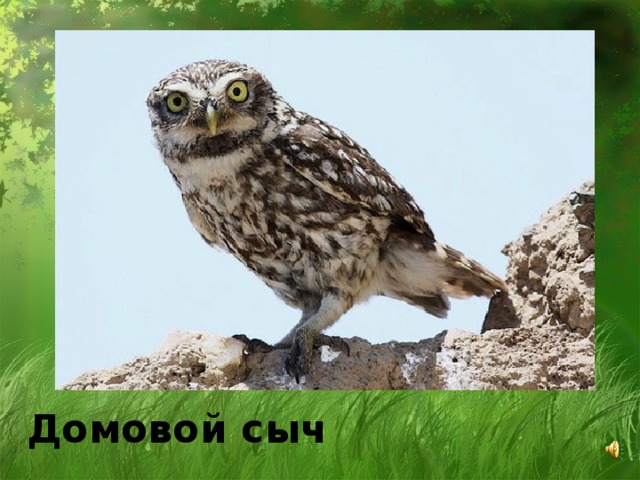 Домовой сыч