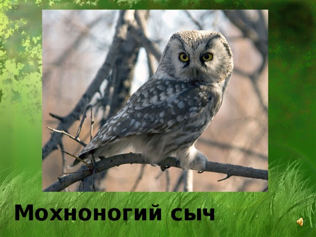 Мохноногий сыч