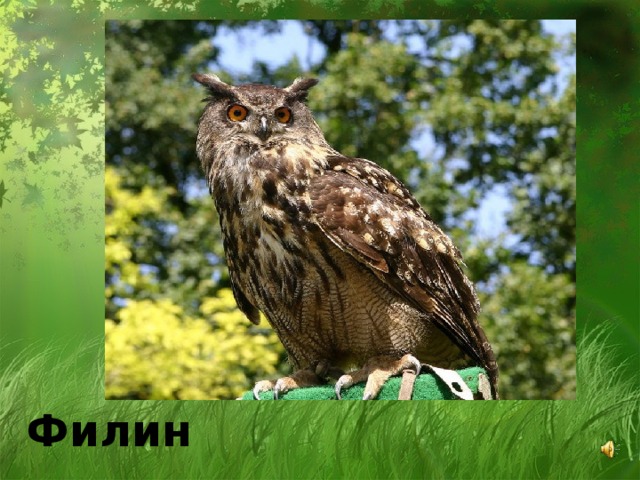 Филин