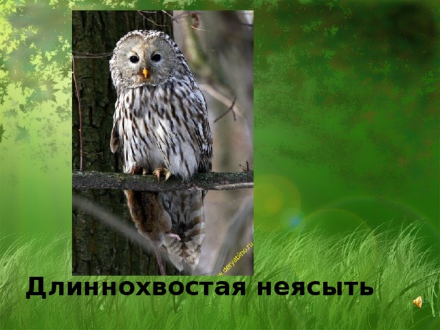 Длиннохвостая неясыть