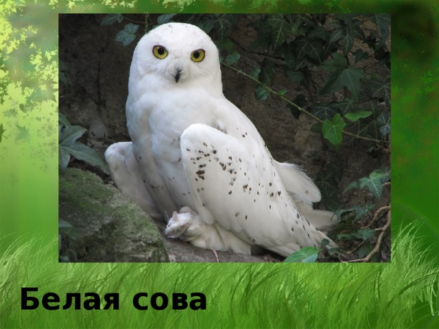 Белая сова
