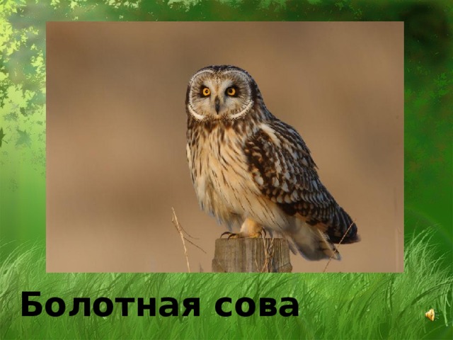 Болотная сова