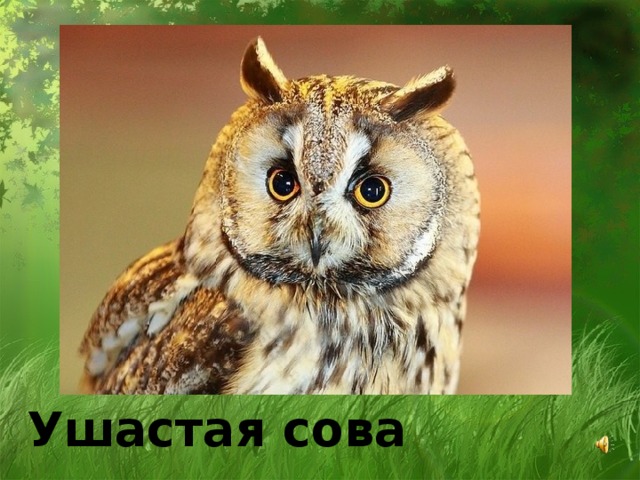 Ушастая сова