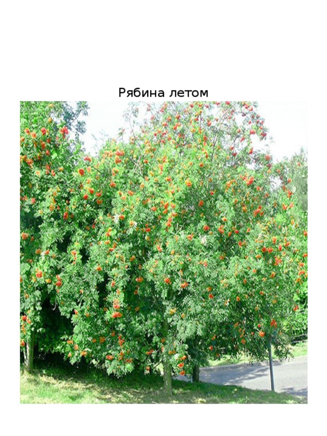     Рябина летом                 