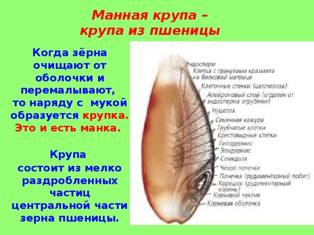 Манная крупа –  крупа из пшеницы  Когда зёрна очищают от оболочки и перемалывают, то наряду с мукой образуется крупка.  Это и есть манка.  Крупа состоит из мелко раздробленных частиц центральной части зерна пшеницы.  