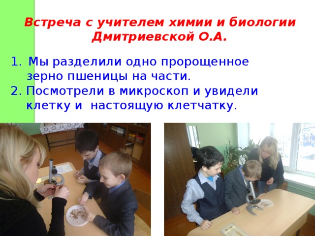 Встреча с учителем химии и биологии Дмитриевской О.А. Мы разделили одно пророщенное  зерно пшеницы на части. 2. Посмотрели в микроскоп и увидели  клетку и настоящую клетчатку.  