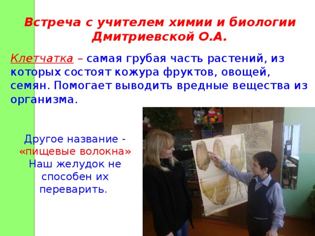 Встреча с учителем химии и биологии Дмитриевской О.А. Клетчатка – самая грубая часть растений, из которых состоят кожура фруктов, овощей, семян. Помогает выводить вредные вещества из организма. Другое название - «пищевые волокна» Наш желудок не способен их переварить. 