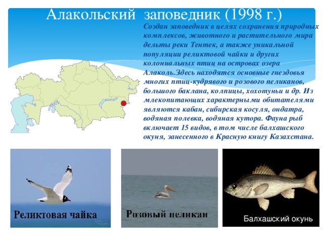 Алакольский заповедник презентация