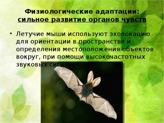 Физиологические адаптации:  сильное развитие органов чувств Летучие мыши используют эхолокацию для ориентации в пространстве и определения местоположения объектов вокруг, при помощи высокочастотных звуковых сигналов. 