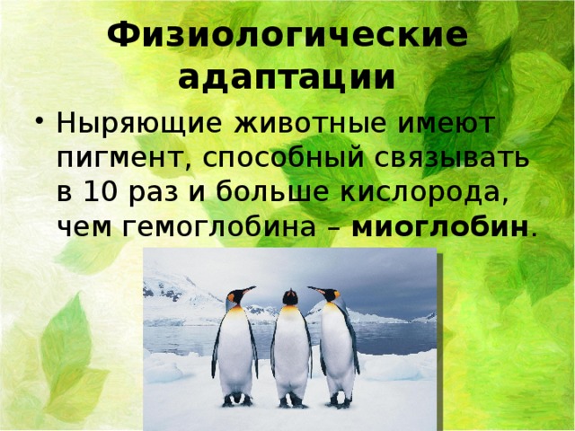Физиологические адаптации Ныряющие животные имеют пигмент, способный связывать в 10 раз и больше кислорода, чем гемоглобина – миоглобин . 