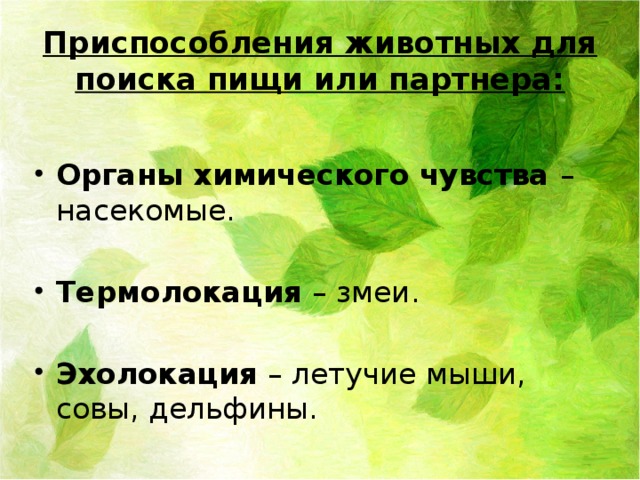 Приспособления животных для поиска пищи или партнера:  Органы химического чувства – насекомые. Термолокация – змеи. Эхолокация – летучие мыши, совы, дельфины. 