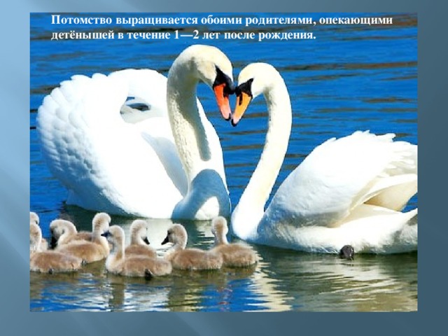 Потомство выращивается обоими родителями, опекающими детёнышей в течение 1—2 лет после рождения. 