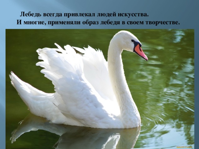  Лебедь всегда привлекал людей искусства.  И многие, применяли образ лебедя в своем творчестве. 