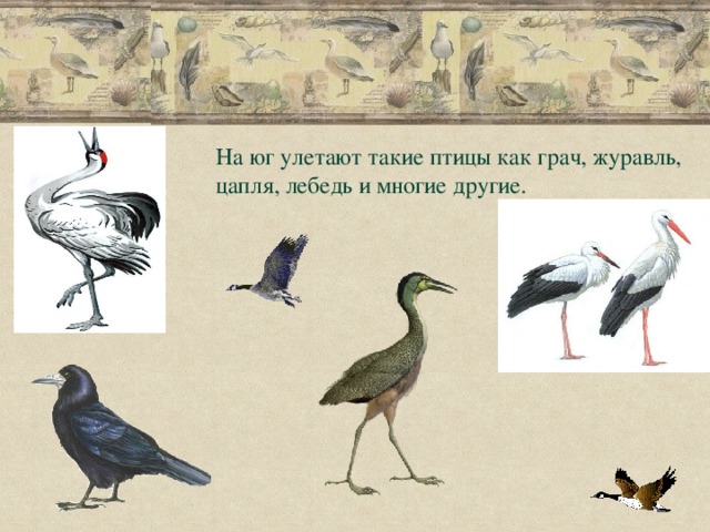 На юг улетают такие птицы как грач, журавль, цапля, лебедь и многие другие. 
