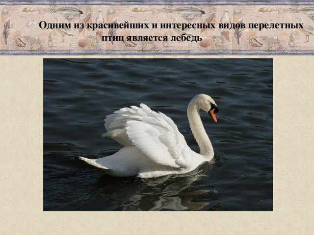 Одним из красивейших и интересных видов перелетных  птиц является лебедь 