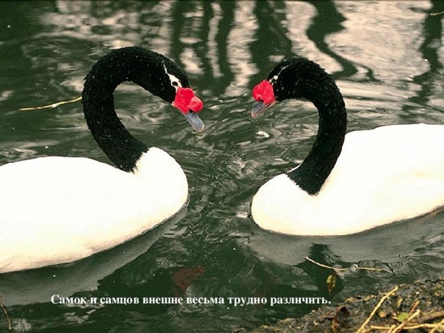 Самок и самцов внешне весьма трудно различить. 