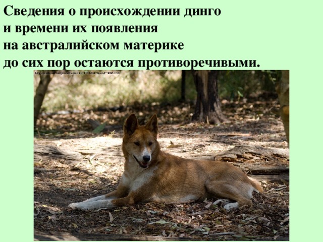 Собака динго краткое по главам. На каком материке собака динго. собака динго стих. собака динго диктант. дикая собака динго где снимали.