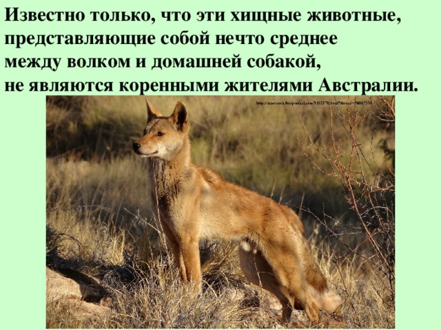 Динго собака презентация