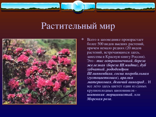 Дальневосточный морской заповедник!