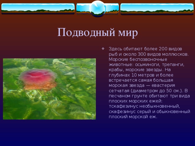 Дальневосточный морской заповедник!