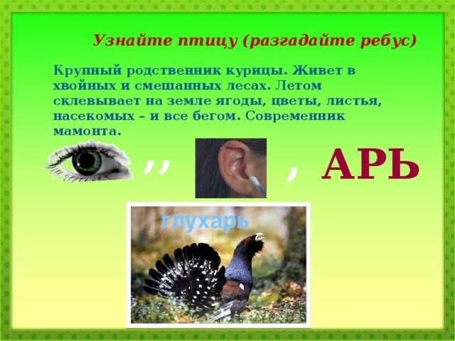 Узнайте птицу (разгадайте ребус) Крупный родственник курицы. Живет в хвойных и смешанных лесах. Летом склевывает на земле ягоды, цветы, листья, насекомых – и все бегом. Современник мамонта. ,, , АРЬ глухарь
