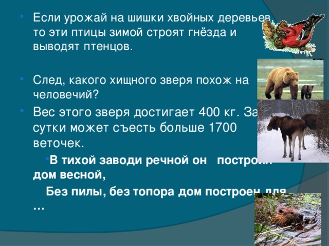 Если урожай на шишки хвойных деревьев, то эти птицы зимой строят гнёзда и выводят птенцов. След, какого хищного зверя похож на человечий? Вес этого зверя достигает 400 кг. За сутки может съесть больше 1700 веточек. В тихой заводи речной он построил дом весной,
