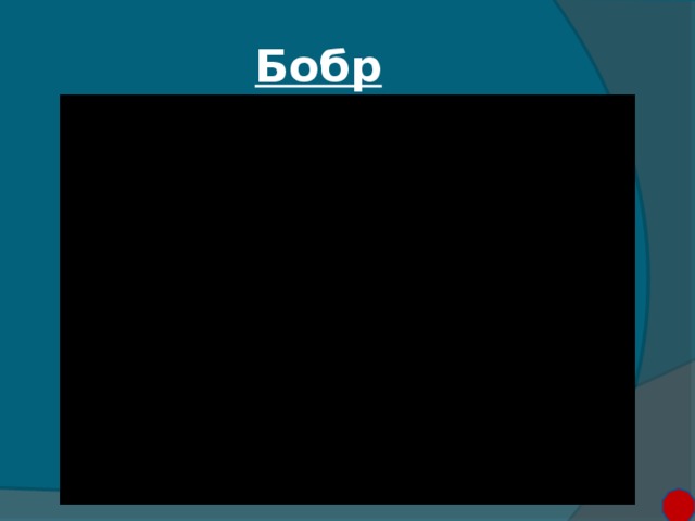 Бобр