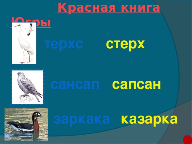 Красная книга Югры терхс стерх сансап сапсан заркака казарка