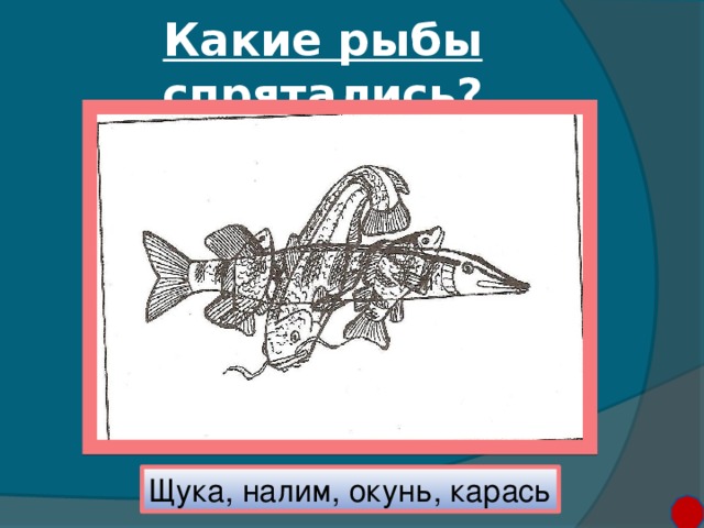 Какие рыбы спрятались? Щука, налим, окунь, карась