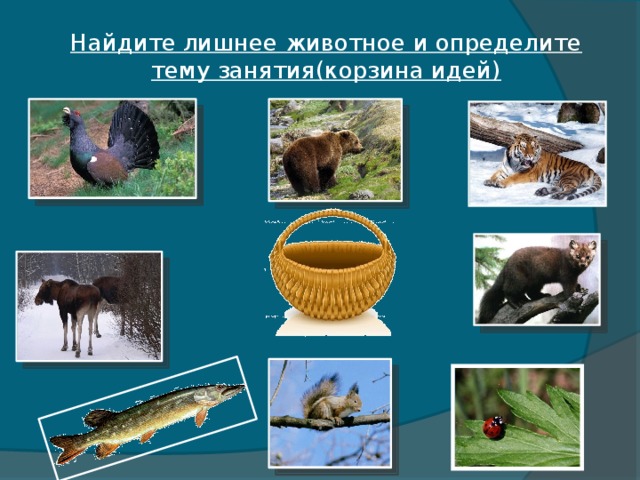 Найдите лишнее животное и определите тему занятия(корзина идей)
