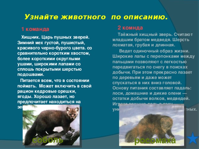 Узнайте животного по описанию.  2 комнда  Таёжный хищный зверь. Считают младшим братом медведя. Шерсть лохматая, грубая и длинная.  Ведет одиночный образ жизни. Широкие лапы с перепонками между пальцами позволяют с легкостью передвигаться по снегу в поисках добычи. При этом прекрасно лазает по деревьям и даже может спускаться в них вниз головой. Основу питания составляет падаль: лоси, домашние и дикие олени — остатки добычи волков, медведей. Играет важную роль в лесу, уничтожая неполноценных животных.  1 команда  Хищник. Царь пушных зверей. Зимний мех густой, пушистый, красивого черно-бурого цвета. со сравнительно коротким хвостом, более короткими округлыми ушами, широкими лапами со сплошь покрытыми шерстью подошвами.  Питается всем, что в состоянии поймать. Может включить в свой рацион кедровые орешки, ягоды. Хорошо лазает, но предпочитает находиться на земле. соболь росомаха