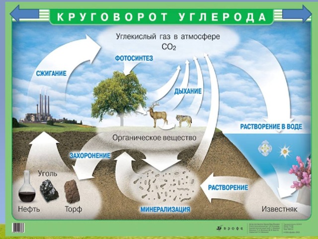 Презентация по биологии 9 класс основные законы устойчивости живой природы