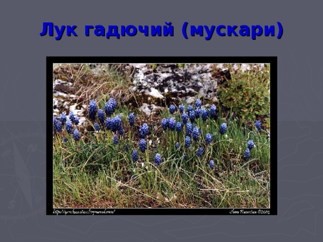 Лук гадючий (мускари)