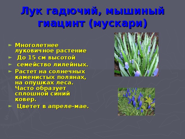 Лук гадючий, мышиный гиацинт (мускари)