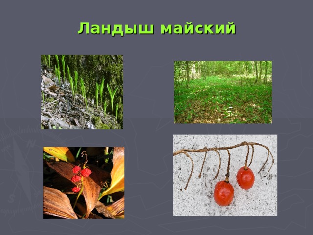 Ландыш майский