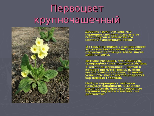 Первоцвет крупночашечный   Древние греки считали, что первоцвет способен исцелить от всех недугов и называли его цветком «двенадцати богов»   В старых немецких сагах первоцвет это ключи богини весны, ими она открывает настоящее тепло после длинной зимы.  Датчане уверенны, что в примулу превращена сама принцесса эльфов.  У англичан первоцвет - цветок в котором прячутся гномы, и, если весной выйти на поляну, то можно услышать, как из цветов раздается хор нежных голосков.   На Руси первоцвет с любовью называли барашками. Был даже такой обычай: бросать сорванные барашки под ноги и топтать - на долголетие.