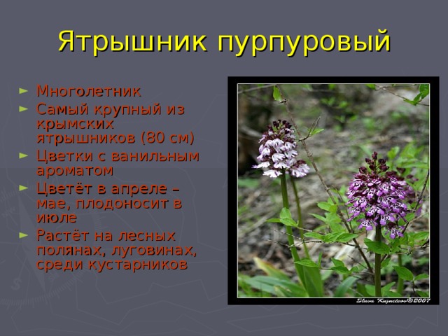 Ятрышник пурпуровый